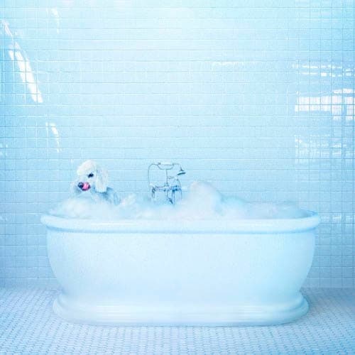 Frankie Cosmos - Vessel (LP) (Coloured Vinyl)