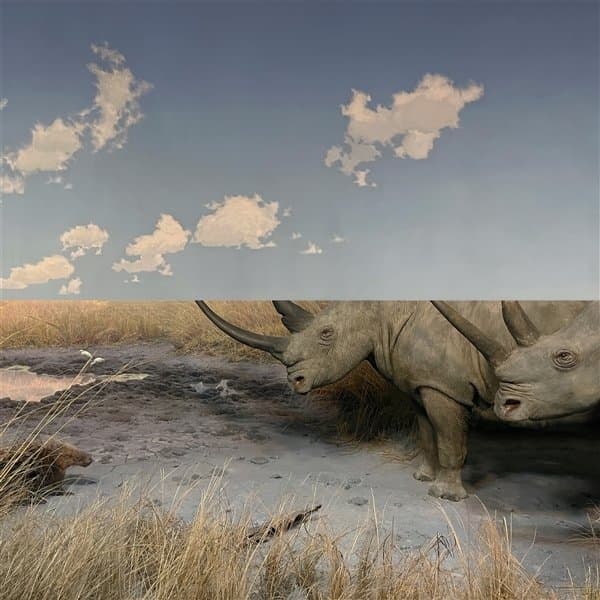 Carpet - Collision (LP)