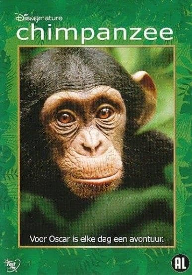 Chimpanzee